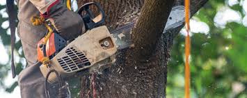 How Our Tree Care Process Works  in  Fearrington Village, NC